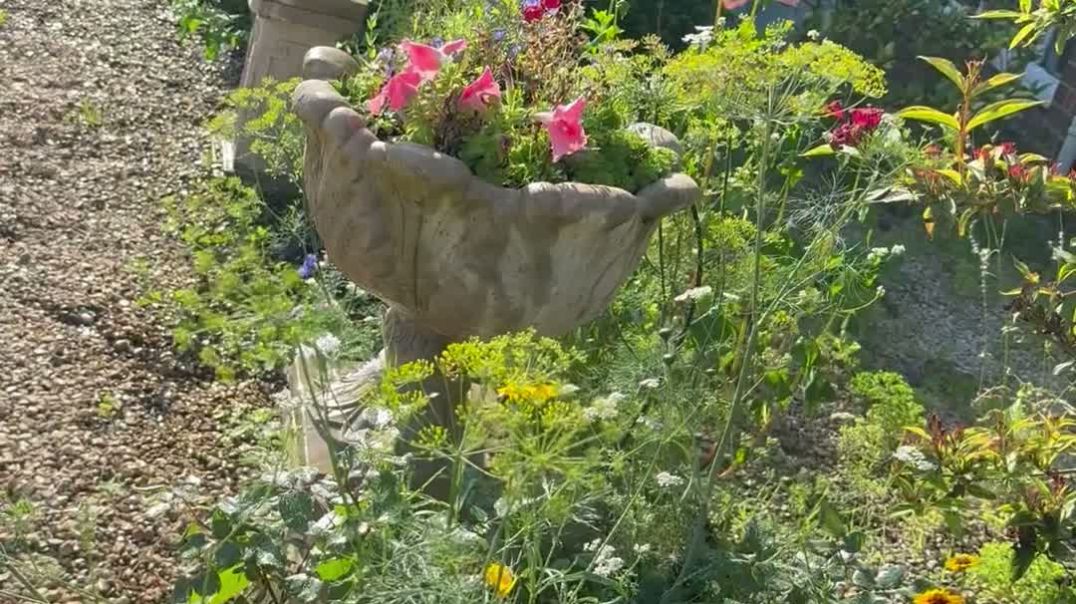 Wild garden