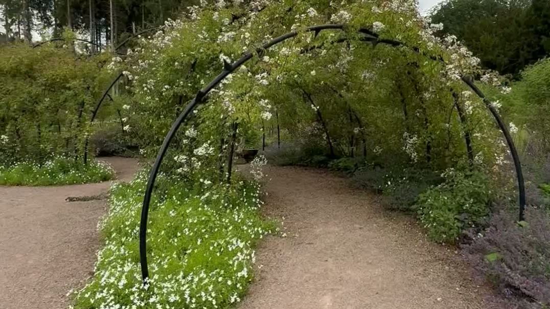 Rose garden