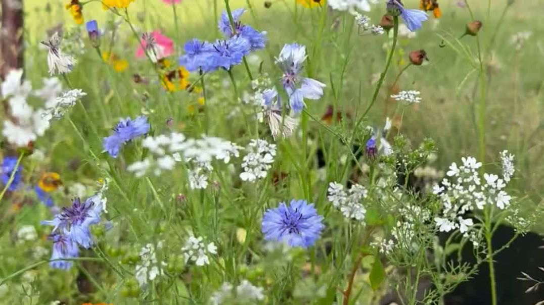Wild flower