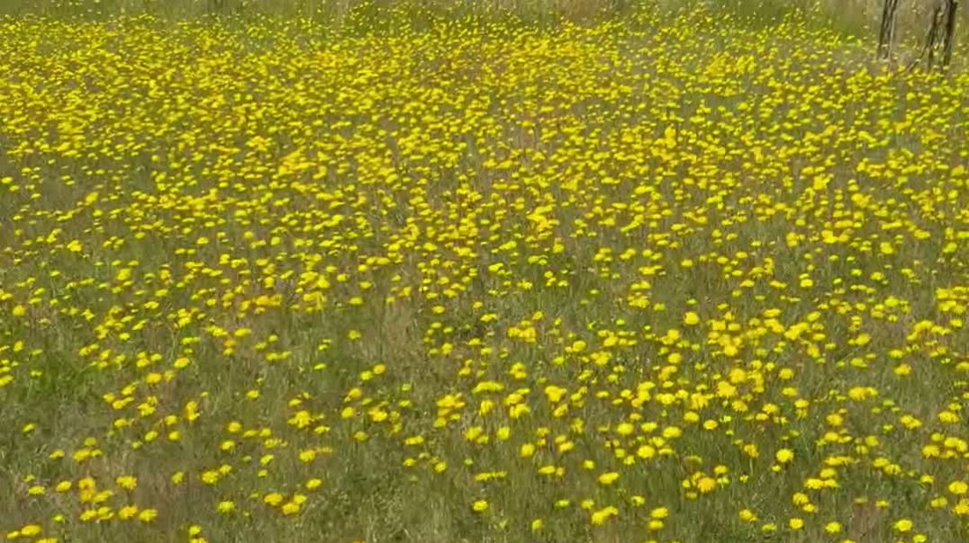 Yellow wild flower