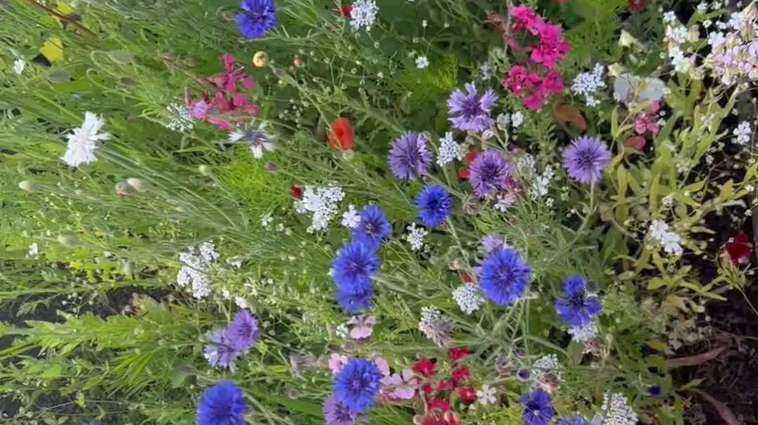 ⁣wild flower video for sale