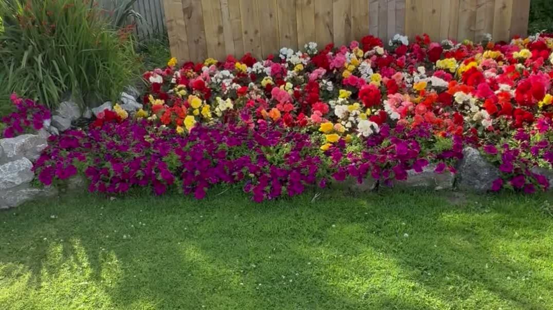 ⁣Summer flower video for sale