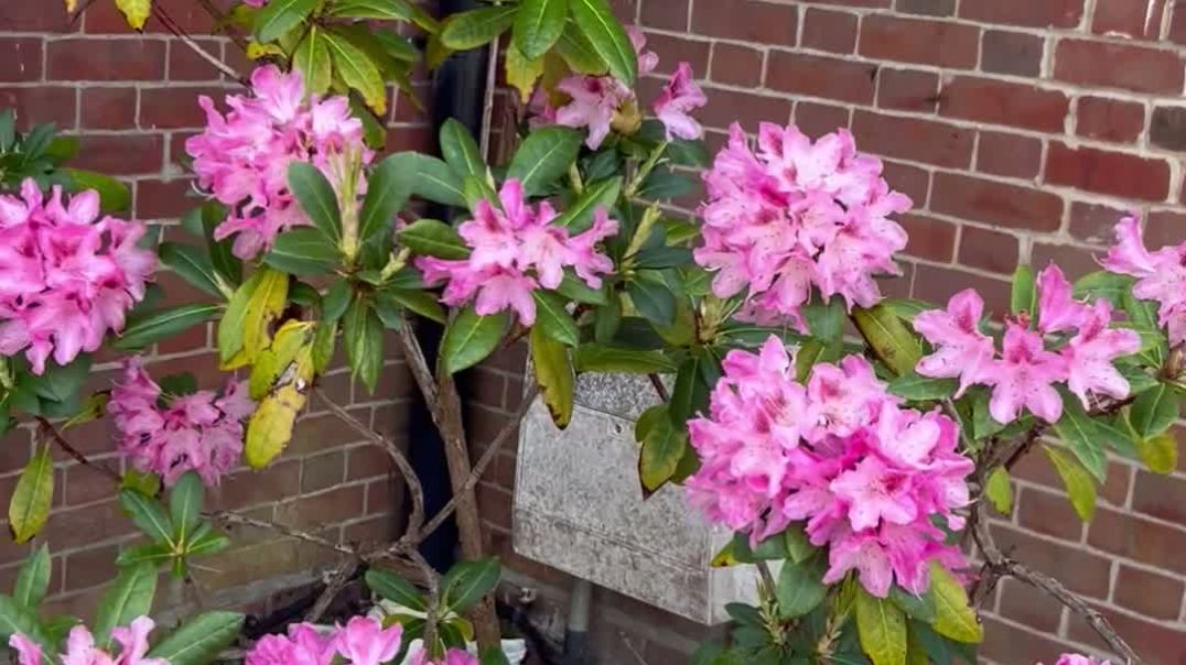 Pink rhododendron flower video for sale