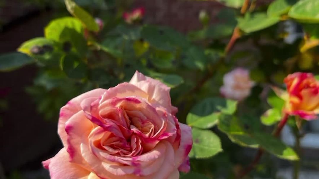 ⁣Rose