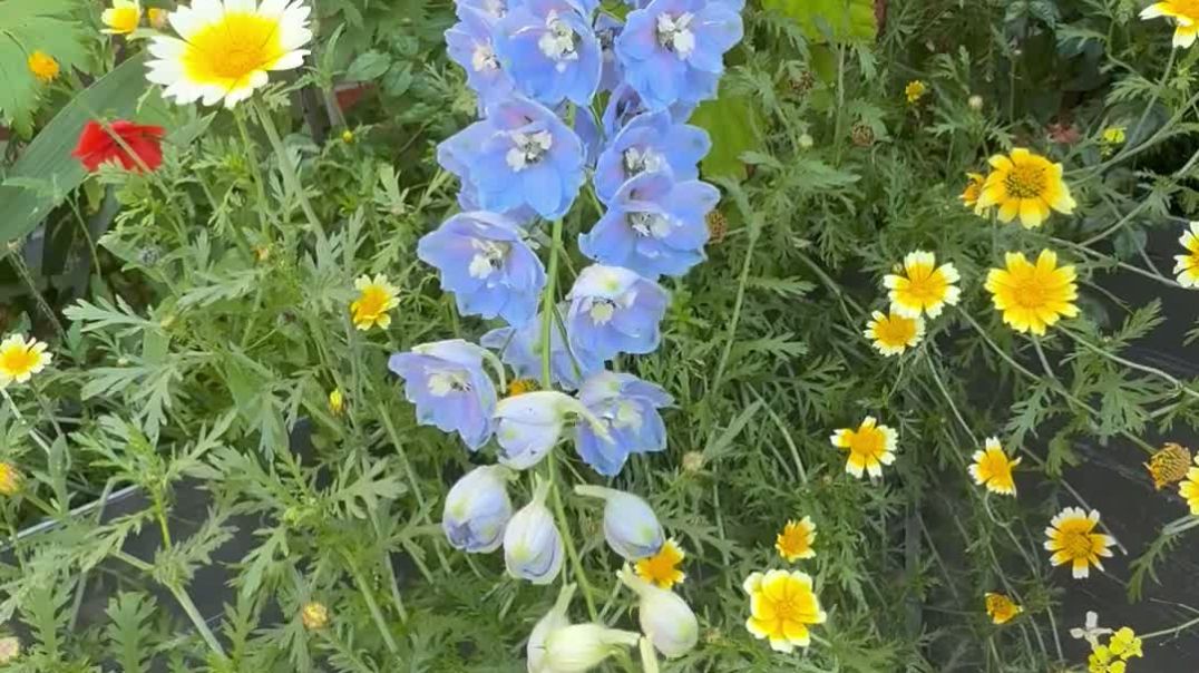 ⁣Flower video for sale