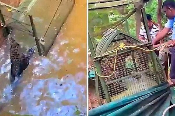 Leopard rescued from 25-foot well in India