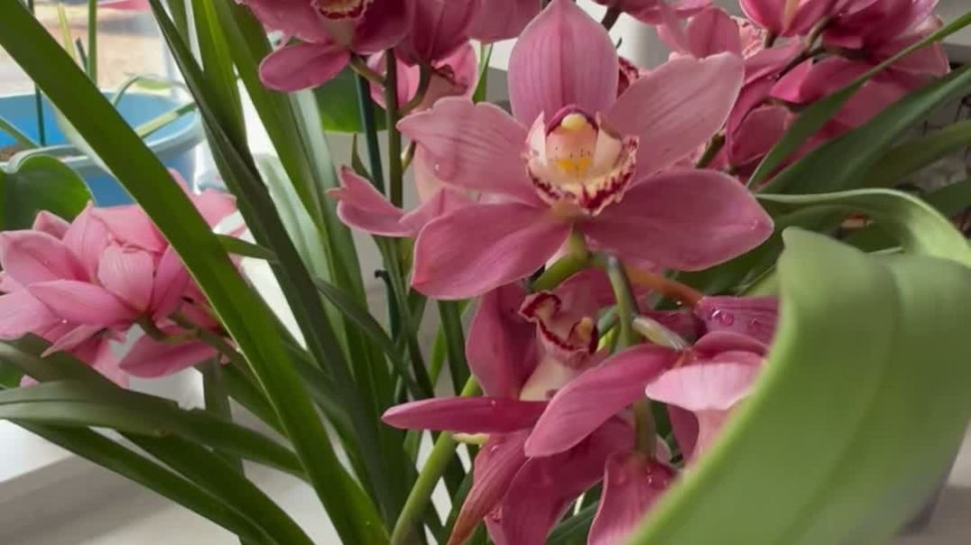 orchid flower Video for sale