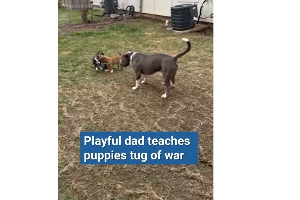 Playful dad teaches puppies tug of war