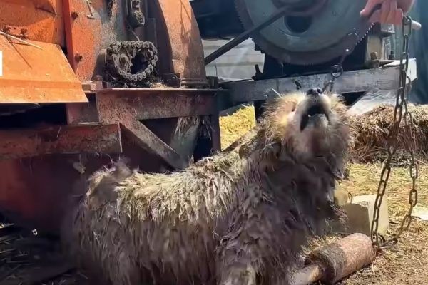 Abandoned and Forsaken: Heartbroken Dog Who Lost Trust but Found Hope