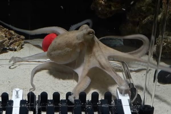 I taught an octopus piano (It took 6 months)