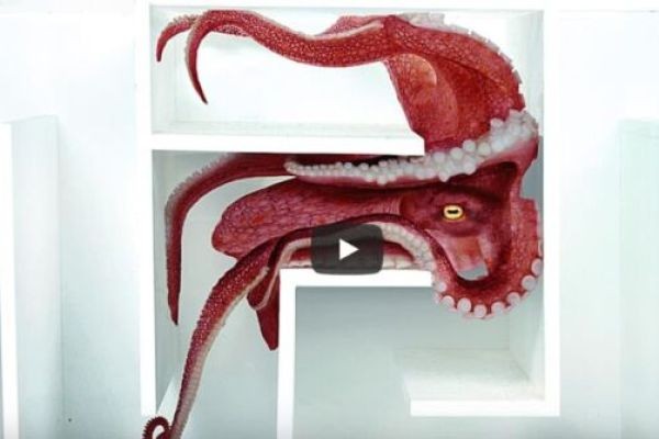 Octopus vs Underwater Maze