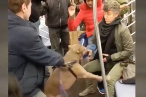 Dog Attacks Woman On Subway