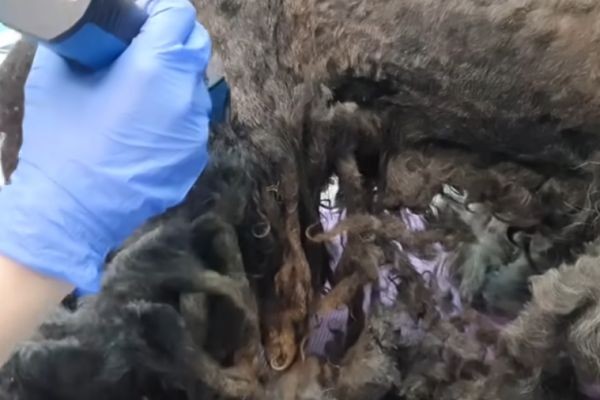 YOU WON'T BELIEVE how this DOG looks after shaving all these dreadlocks