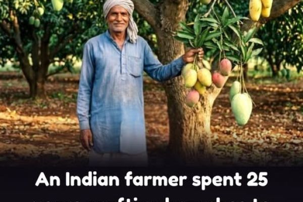 One tree. Fourteen different types of mangoes.