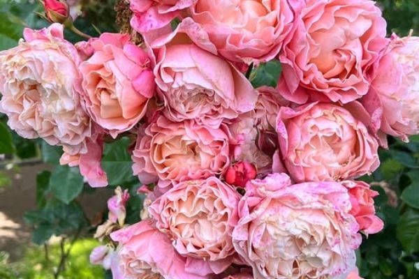 found this exquisite rose in Honfleur in France in 2024 , can anyone name it ?