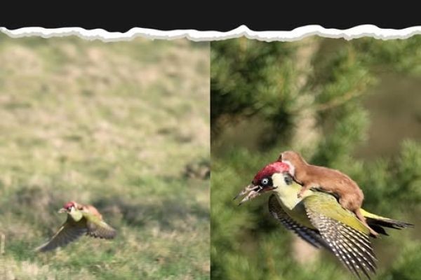 Weasel Was Caught Riding on a Wood****'s Back Amateur photographer Martin Le-May captured a wildly unexpected wildlife shot of a weasel clinging to ..