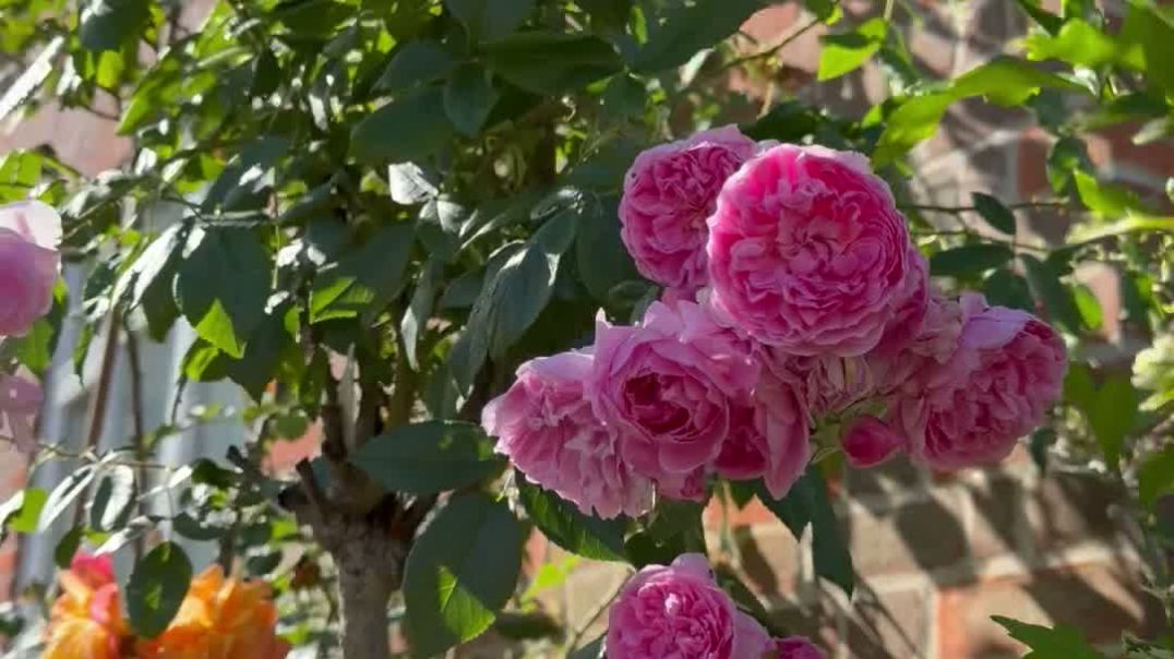 Pink rose