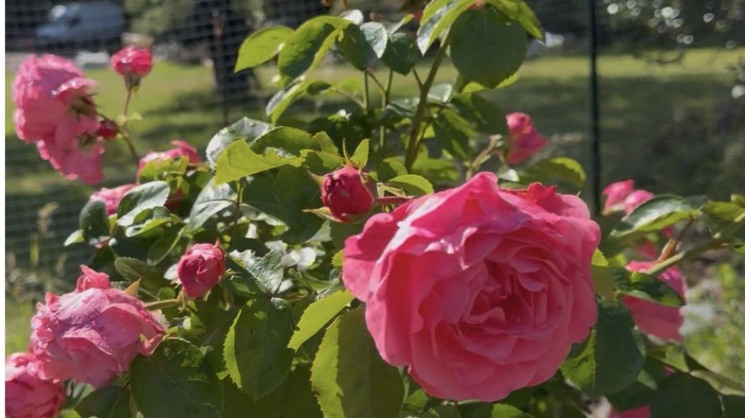 Pink rose