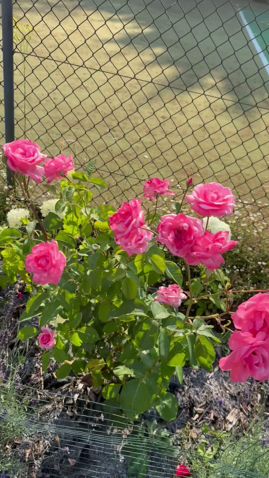 Pink rose