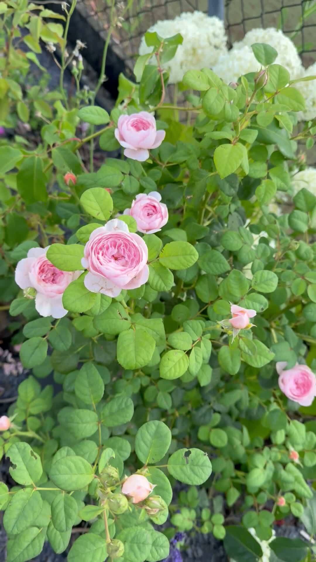 Pink rose